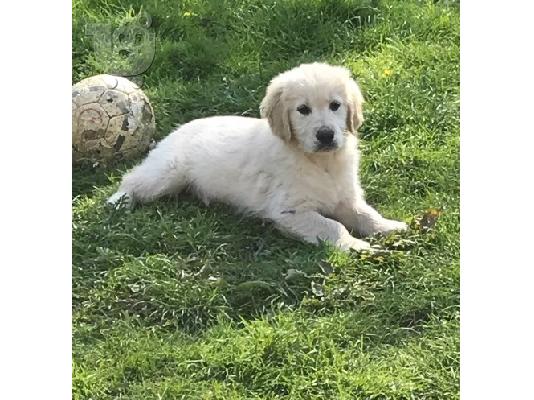 Όμορφα κουτάβια Golden Retriever